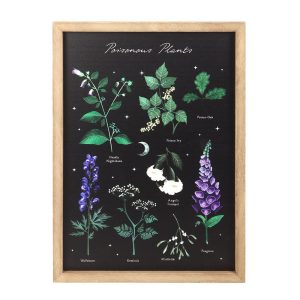 affiche encadrée plantes vénéneuses someting different