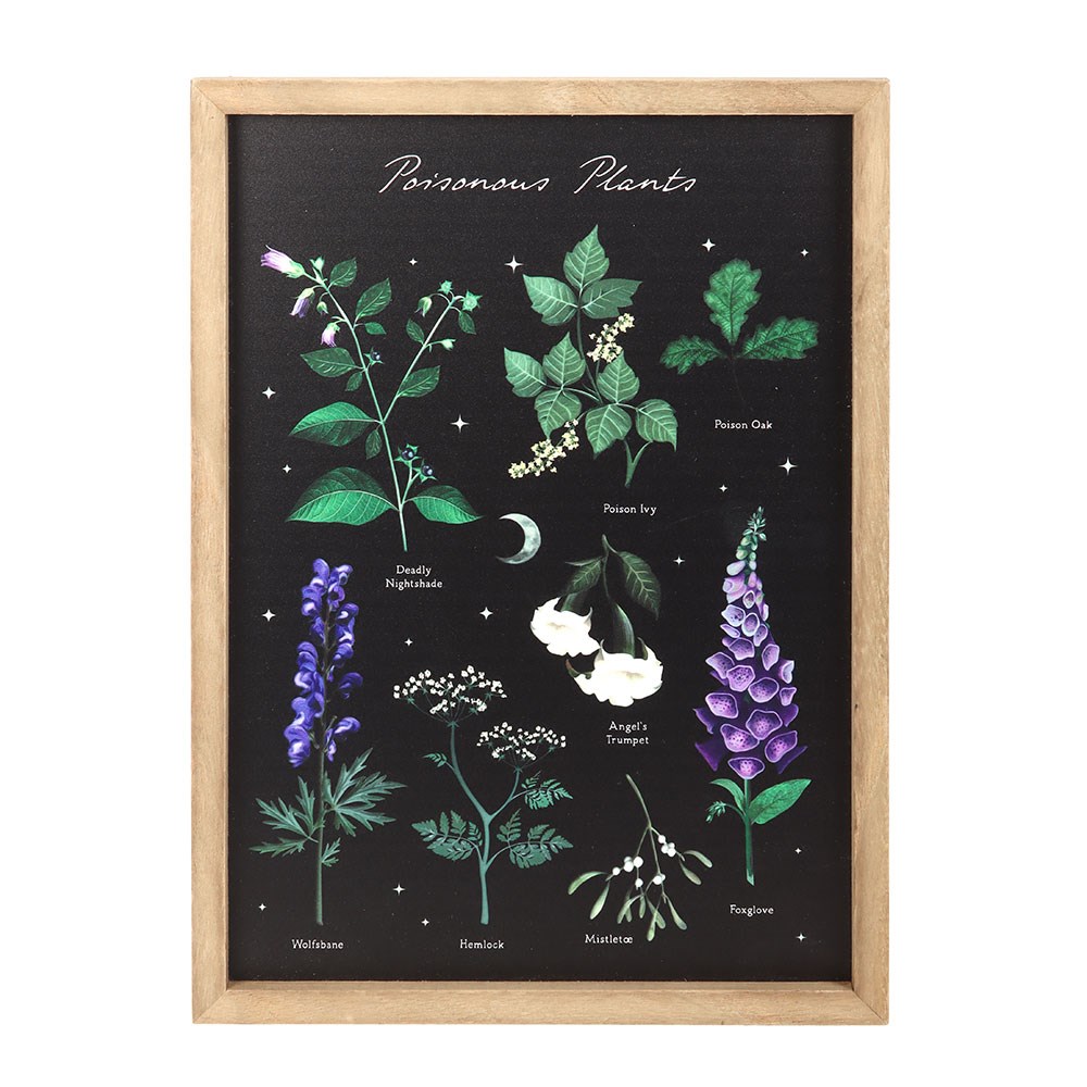 affiche encadrée plantes vénéneuses someting different